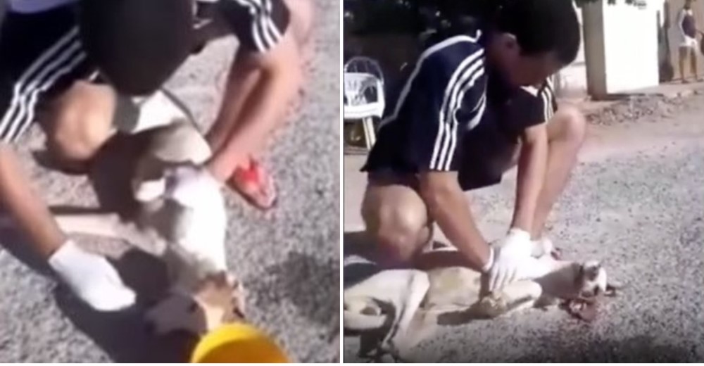 Improvisa un masaje cardiorrespiratorio para resucitar a un perro callejero tendido en la calle