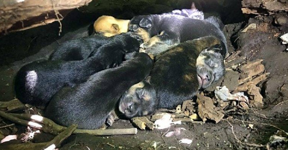 A pesar de tener una pata fracturada esta heroica madre cargó a sus 13 cachorros y los escondió A pesar de tener una pata fracturada esta heroica madre cargó a sus 13 cachorros y los escondió