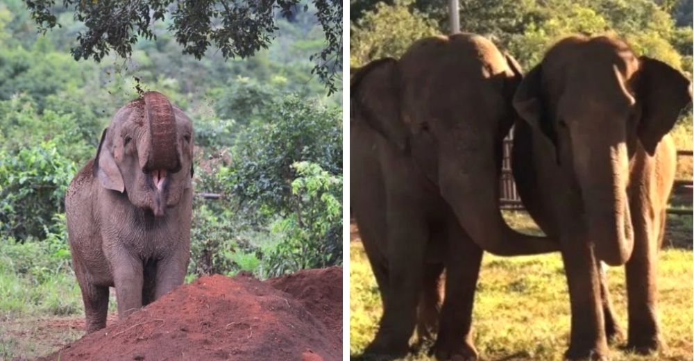 Tras 25 años en un horrible zoo, descubre la magia de hacer una amiga gracias a su trompa