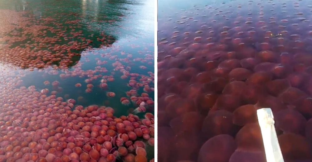 Nunca habían visto una invasión tan masiva de estas criaturas rosadas en una playa sin humanos