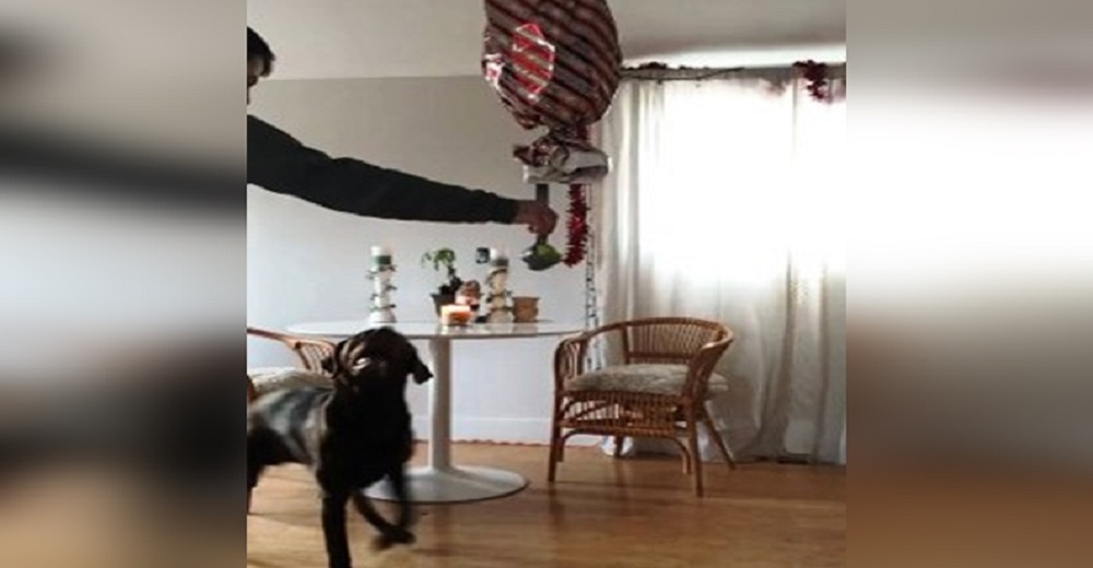 Mindy no sabe lo que está a punto de caer cuando su mamá humana rompa la piñata Mindy no sabe lo que está a punto de caer cuando su mamá humana rompa la piñata
