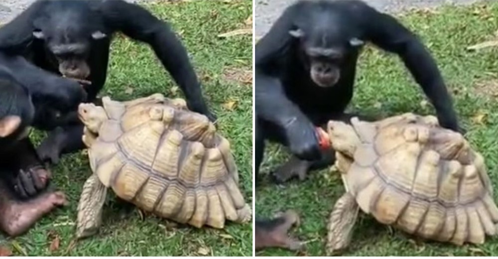 El gesto de generosidad verdadera de un chimpancé con su mejor amiga, una tortuga