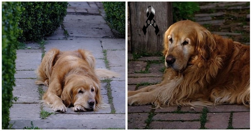 «Descansa ahora, viejo amigo»– Famoso perrito muere repentinamente tras grabar un programa de TV