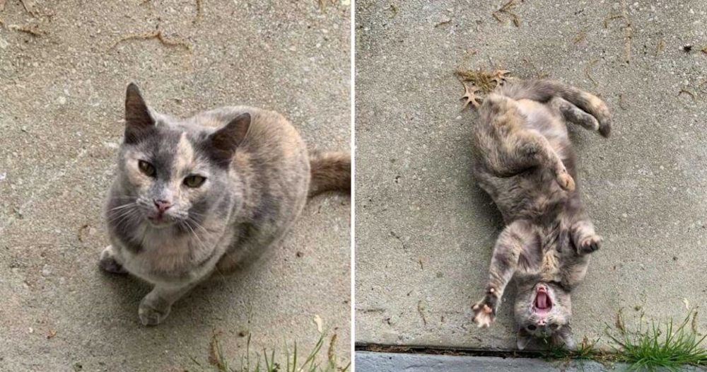 “Me compré una casa y aparentemente viene con gato incluido” “Me compré una casa y aparentemente viene con gato incluido”