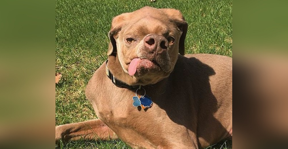 Perro abandonado por ser «feo» iba a ser puesto a dormir pero él tenía otro plan