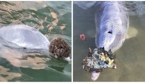 Un delfín regala a los humanos sus tesoros del fondo del océano a cambio de un poco de comida