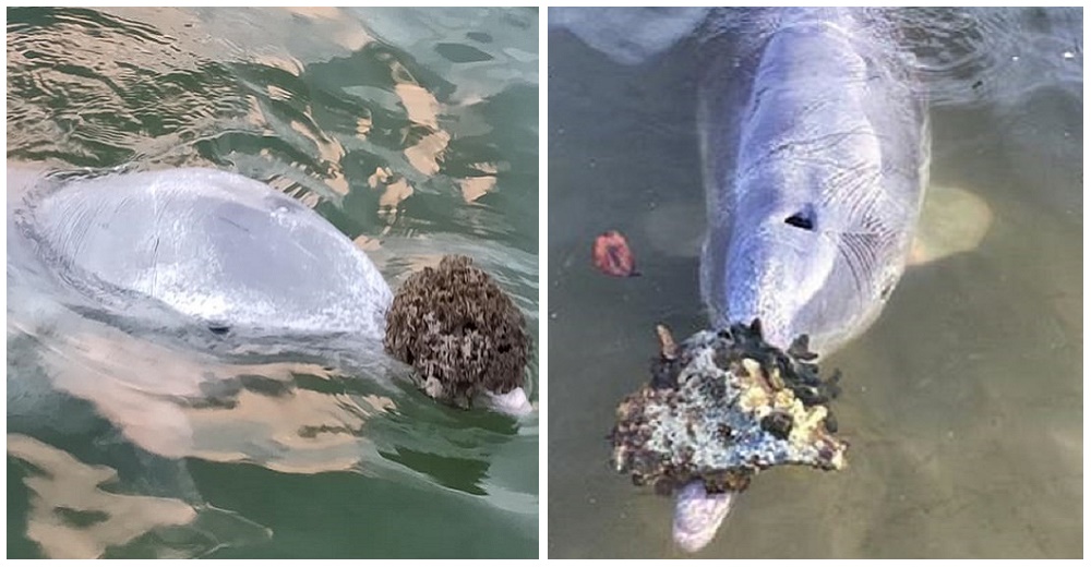 Un delfín regala a los humanos sus tesoros del fondo del océano a cambio de un poco de comida