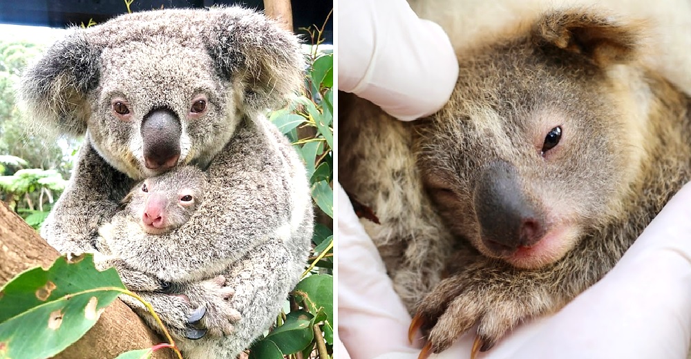 Le dan la bienvenida al primer koala que nace después de los devastadores incendios de Australia