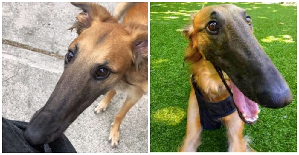 Perrito se vuelve famoso en las redes por su hocico extra largo Perrito se vuelve famoso en las redes por su hocico extra largo