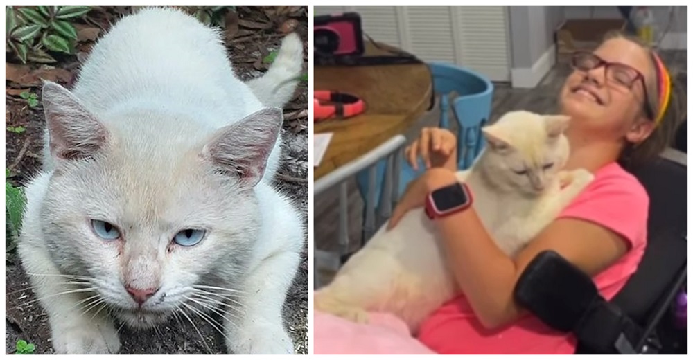 Gatito que apareció de la nada salta a los brazos de una niña en silla de ruedas Gatito que apareció de la nada salta a los brazos de una niña en silla de ruedas