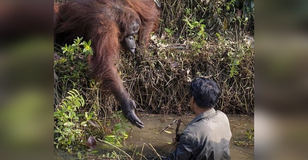 Un hombre que estaba en un río no entiende por qué un orangután desesperado le ofrece la mano