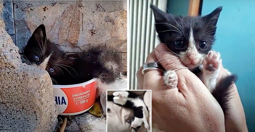 Todos ignoraban el dolor de esta pobre gatita abandonada hasta que alguien decidió salvarla