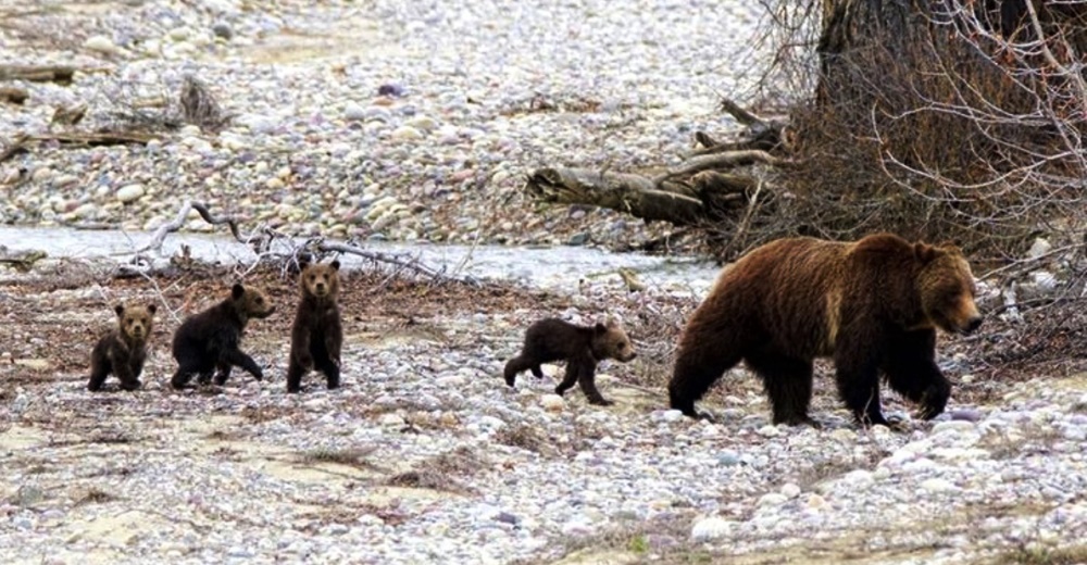 Osa más famosa del mundo no perdió el tiempo en su hibernación y aparece con cuatro cachorros