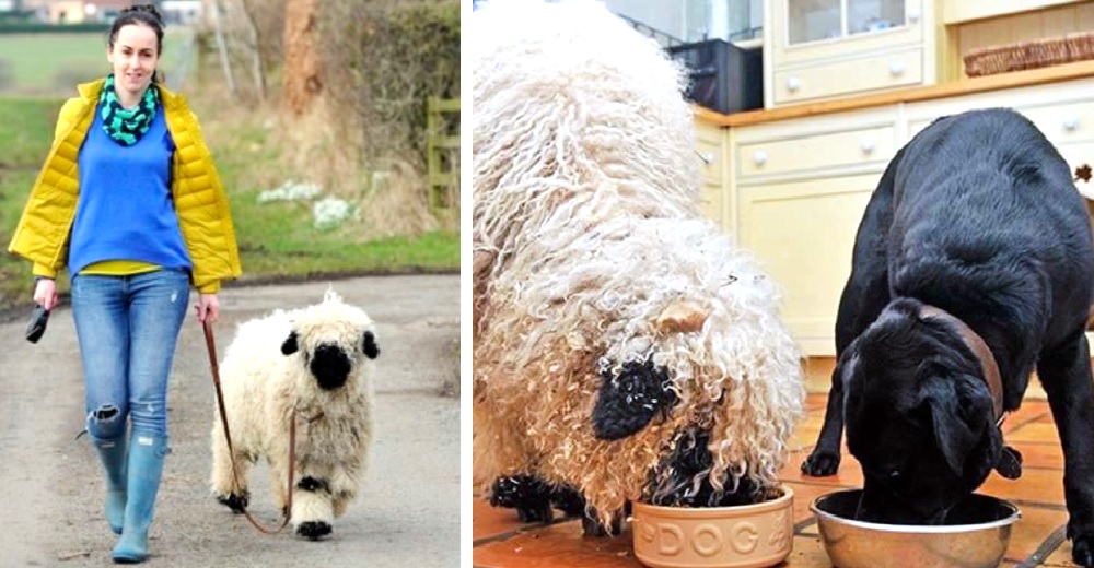 La oveja que adoptaron crece junto al perro y está segura de que es de la misma especie