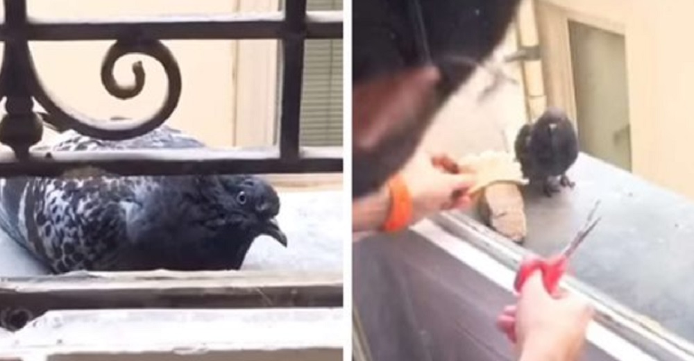 Pasa semanas ganándose la confianza de una paloma que necesitaba la ayuda urgente de un amigo Pasa semanas ganándose la confianza de una paloma que necesitaba la ayuda urgente de un amigo