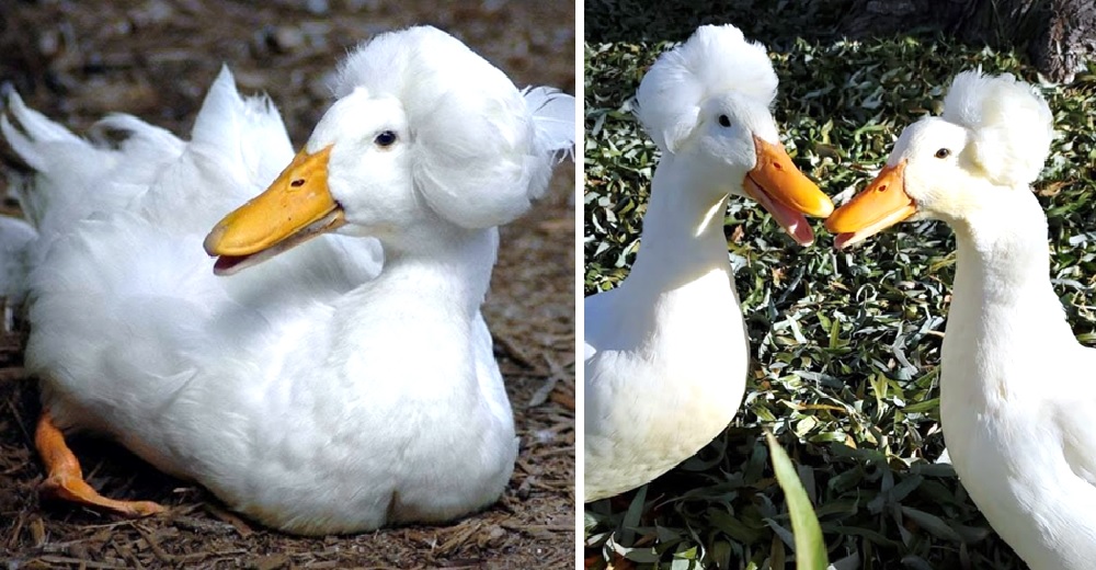 Los curiosos patitos “aristócratas” salvan cosechas enteras mientras lucen su particular peinado Los curiosos patitos “aristócratas” salvan cosechas enteras mientras lucen su particular peinado