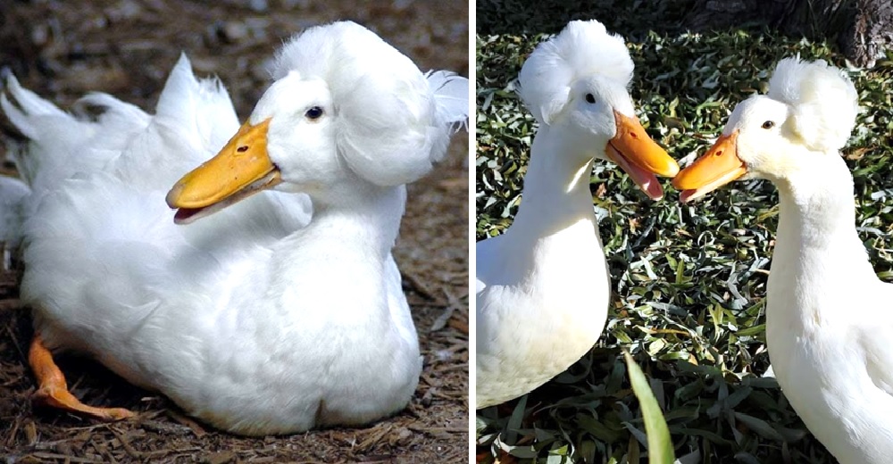 Los curiosos patitos “aristócratas” salvan cosechas enteras mientras lucen su particular peinado