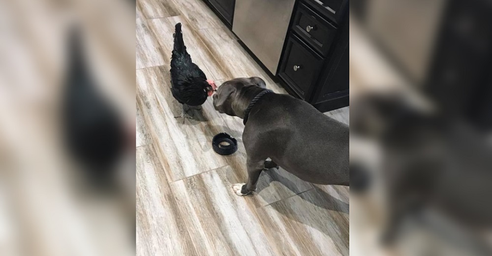 Generosa Pitbull siempre trae sus juguetes favoritos a su hermana: una gallinita ciega Generosa Pitbull siempre trae sus juguetes favoritos a su hermana: una gallinita ciega