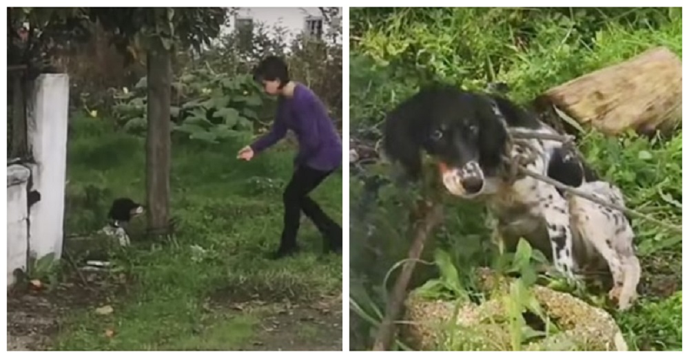 Perrita de caza hambrienta se come su propia presa y sus dueños la castigan de la peor forma Perrita de caza hambrienta se come su propia presa y sus dueños la castigan de la peor forma