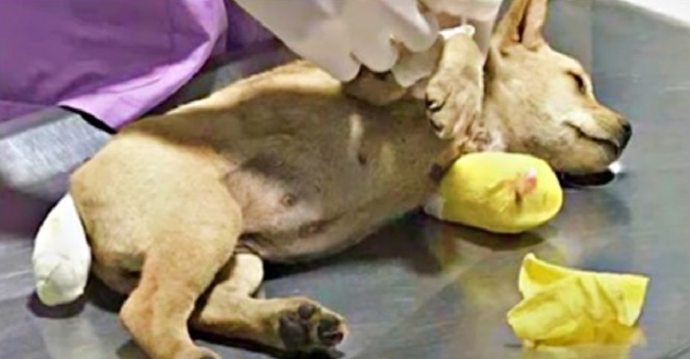 Sólo una cirugía urgente podía salvar la vida de esta perrita atropellada y el tiempo se acababa Sólo una cirugía urgente podía salvar la vida de esta perrita atropellada y el tiempo se acababa