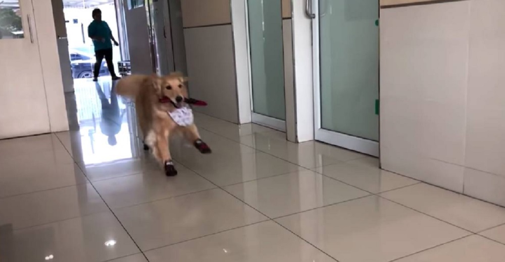 Graban a una perrita tras llegar a la «temida» clínica veterinaria y el resultado se hace viral Graban a una perrita tras llegar a la «temida» clínica veterinaria y el resultado se hace viral
