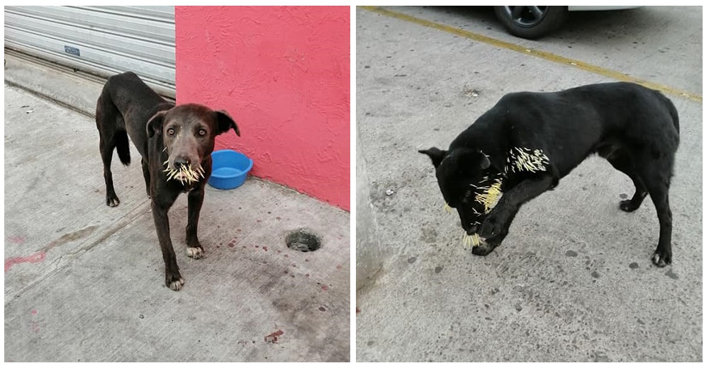 Perritos adoloridos tras acercarse a un puercoespín necesitaban ayuda urgente