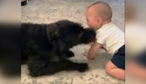 Cámara graba al perro acercándose a la boca del bebé antes de que llegue su mamá