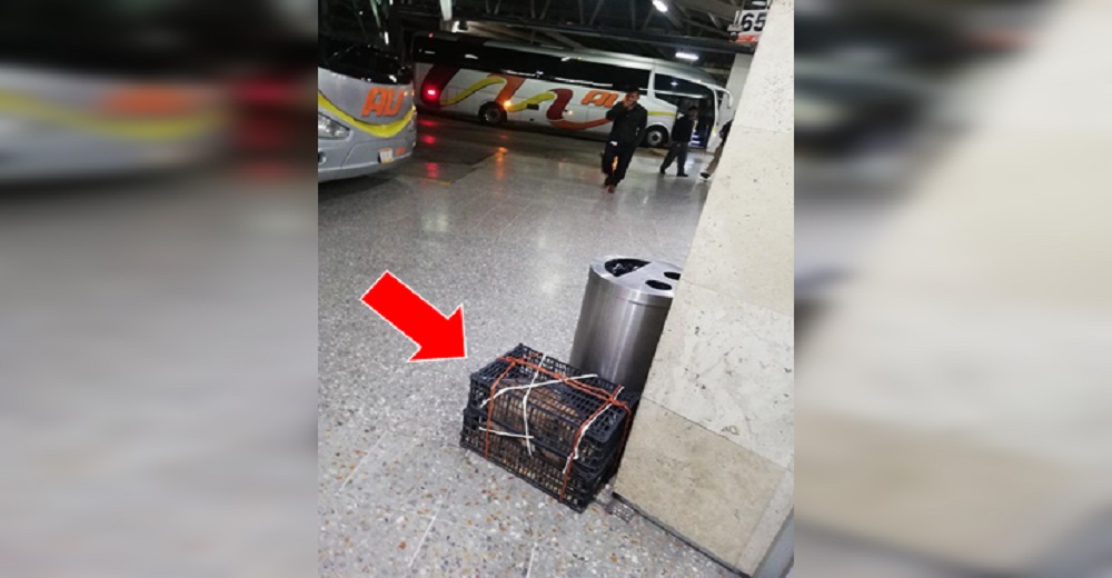 Su dueño lo dejó encerrado en una mínima caja junto a una columna, se subió al bus y se fue Su dueño lo dejó encerrado en una mínima caja junto a una columna, se subió al bus y se fue