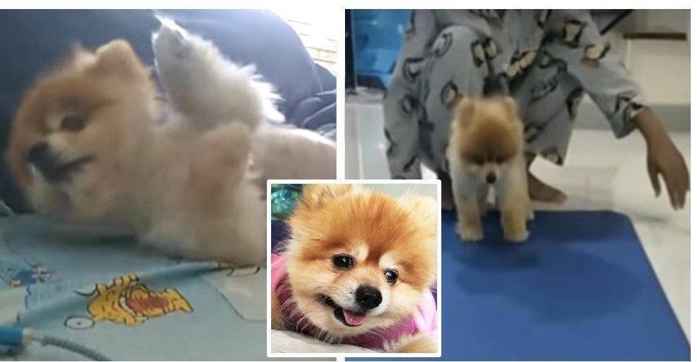 El cachorrito que sería sacrificado por no poder caminar recibe la oportunidad que necesitaba El cachorrito que sería sacrificado por no poder caminar recibe la oportunidad que necesitaba