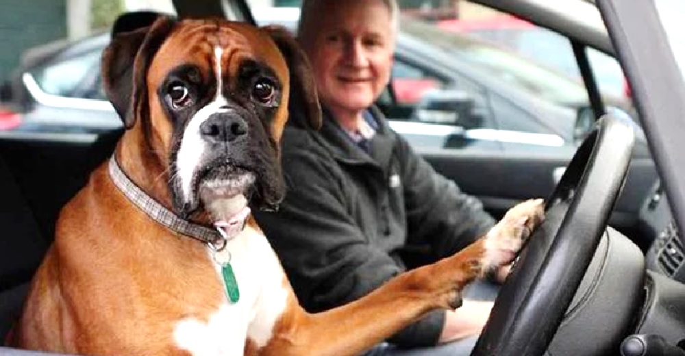 El vídeo del perro que toca con desespero la bocina del auto para que su dueño regrese