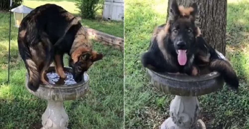 La extraña conducta de un perrito que está seguro que su destino es ser un ave, se vuelve viral