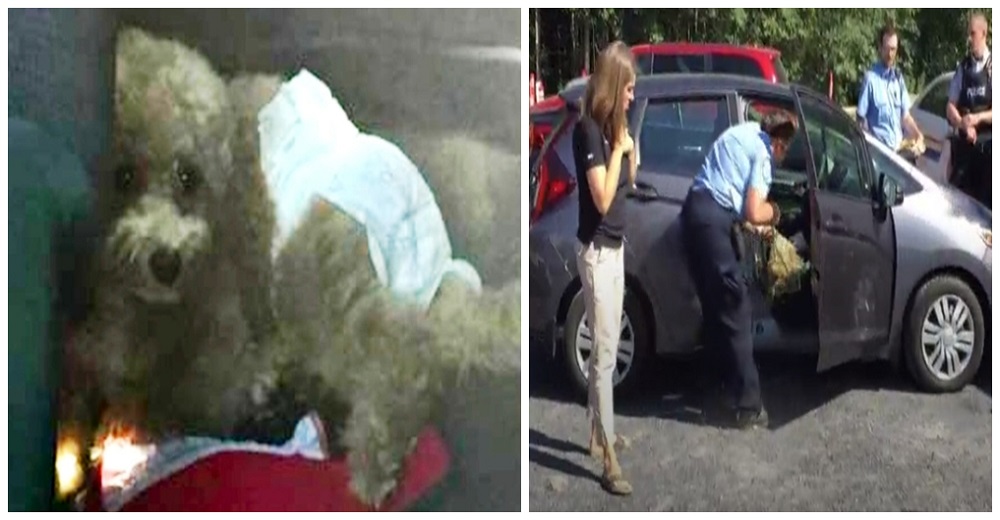 Rompen el cristal para sacar a un perrito encerrado en un auto caliente que usaba un pañal Rompen el cristal para sacar a un perrito encerrado en un auto caliente que usaba un pañal