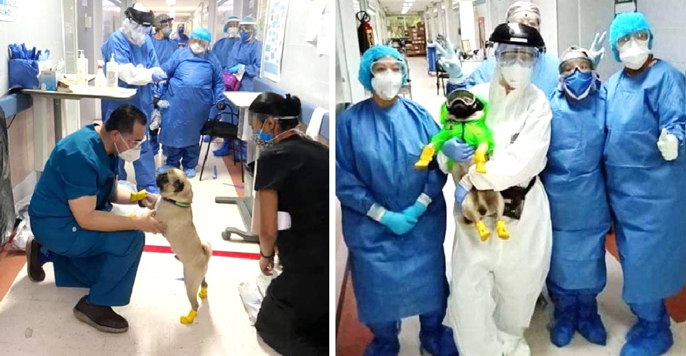 Un adorable perrito ayuda al personal sanitario que lucha contra el coronavirus en el hospital