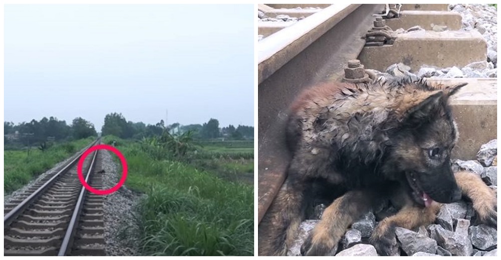 Con una tierna mirada de amor y perdón yacía tirado junto a las vías del tren rogando por ayuda Con una tierna mirada de amor y perdón yacía tirado junto a las vías del tren rogando por ayuda