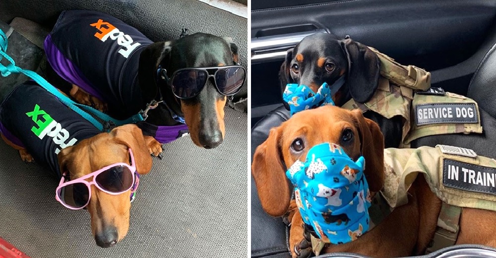 Se las ingenia para trabajar junto a sus 2 perros tras el cierre de la guardería canina por el COVID-19 Se las ingenia para trabajar junto a sus 2 perros tras el cierre de la guardería canina por el COVID-19