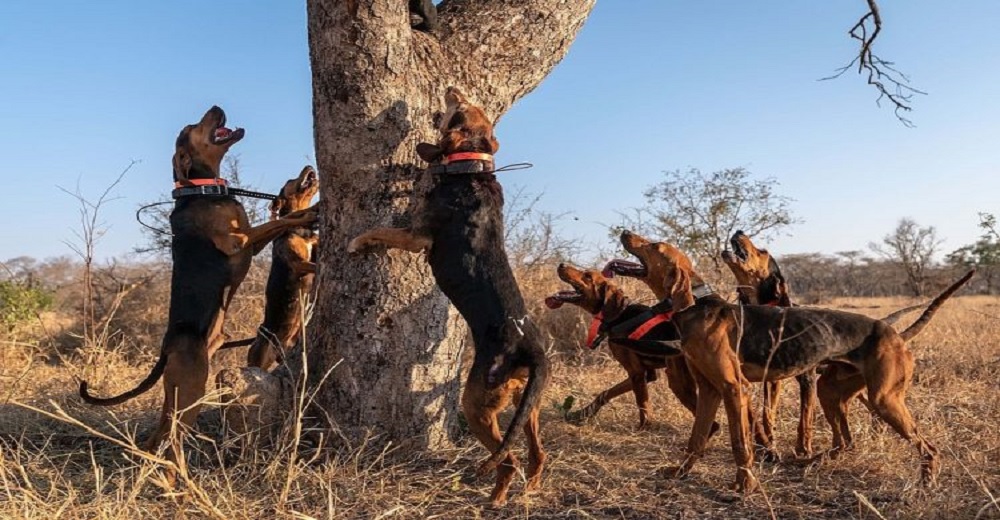 Perros se convierten en héroes tras salvar a 45 rinocerontes de manos de los cazadores furtivos