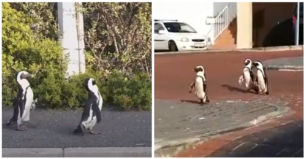 Graban a pingüinos salvajes que decidieron recuperar su hogar tomándose la ciudad