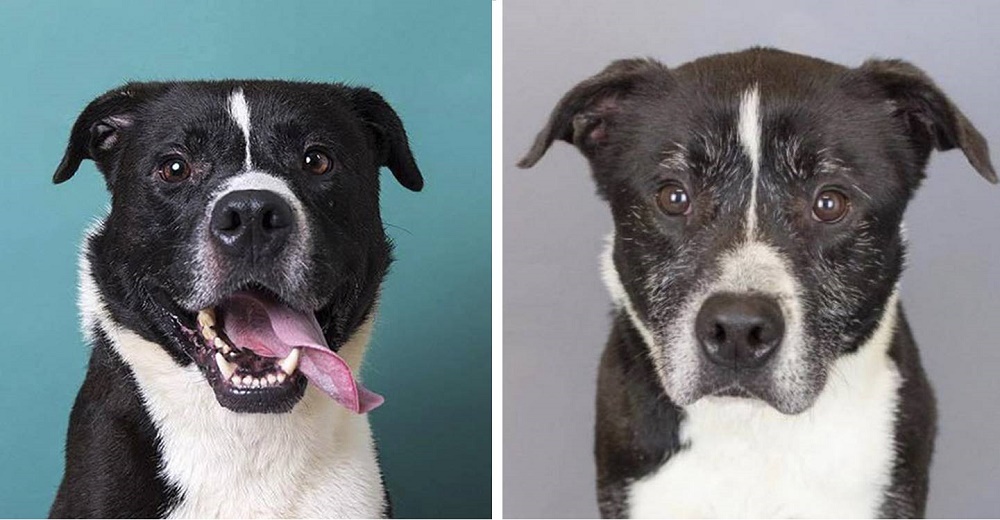 Fotografías del antes y después muestran la triste historia de un perro tras años en el refugio Fotografías del antes y después muestran la triste historia de un perro tras años en el refugio