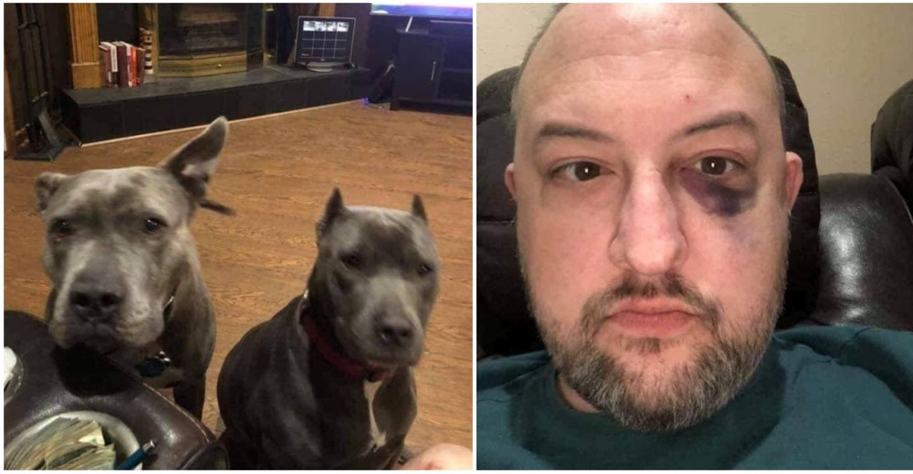 Pitbulls que nadie quería fueron rescatados–No dudaron un segundo cuando su dueño corría peligro Pitbulls que nadie quería fueron rescatados–No dudaron un segundo cuando su dueño corría peligro
