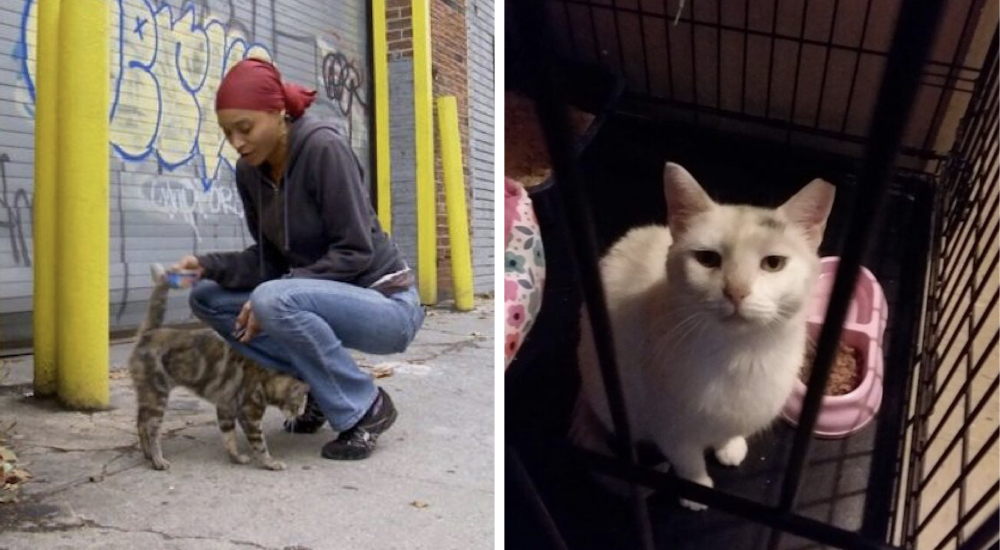 Gastaba 600 dólares por mes en manutención de gatos callejeros, pero en la pandemia fue más allá Gastaba 600 dólares por mes en manutención de gatos callejeros, pero en la pandemia fue más allá