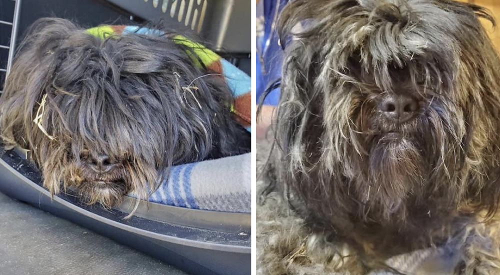 Encuentran a un perrito con el pelo enmarañado pidiendo ayuda en la entrada de una casa Encuentran a un perrito con el pelo enmarañado pidiendo ayuda en la entrada de una casa