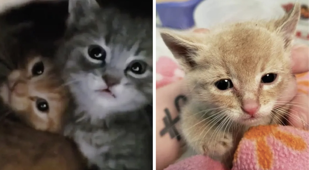 Descubre por qué el gatito corrió desesperado debajo de un edificio, podía oírlos llorar Descubre por qué el gatito corrió desesperado debajo de un edificio, podía oírlos llorar