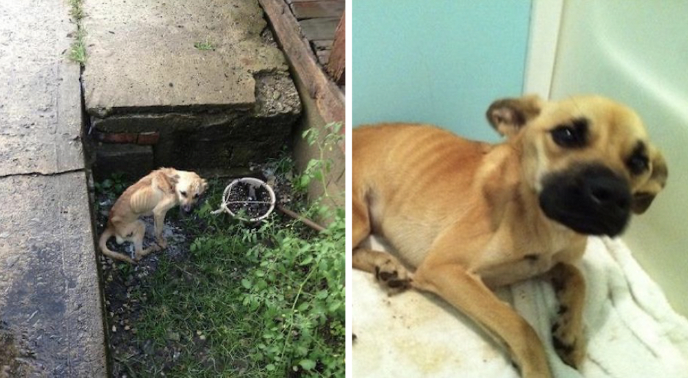 Un oficial de policía salva a un perro callejero desnutrido que estaba a punto de morir Un oficial de policía salva a un perro callejero desnutrido que estaba a punto de morir