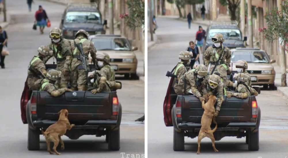 Los 2 perros que perseguían los autos de los militares finalmente son adoptados