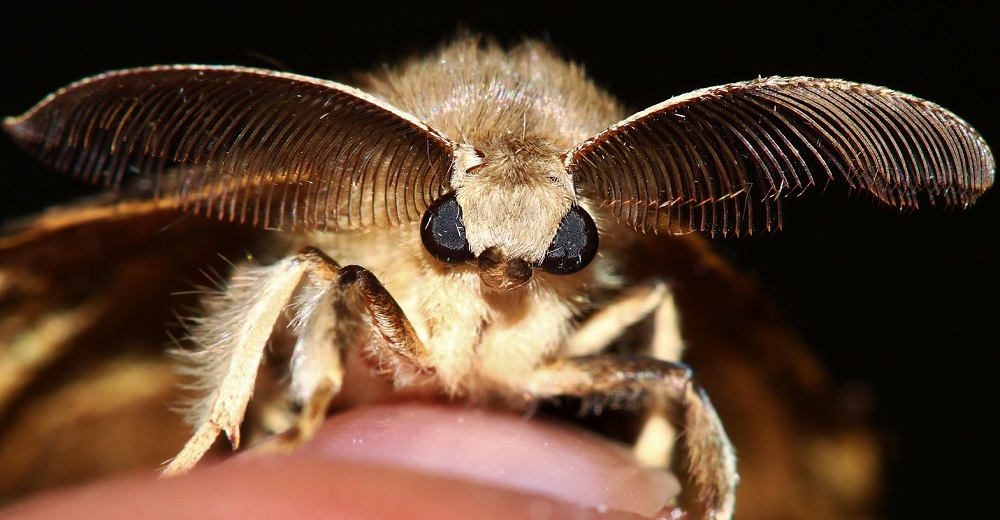 El nuevo peligroso bicho que alarma a las autoridades tras los letales avispones gigantes El nuevo peligroso bicho que alarma a las autoridades tras los letales avispones gigantes