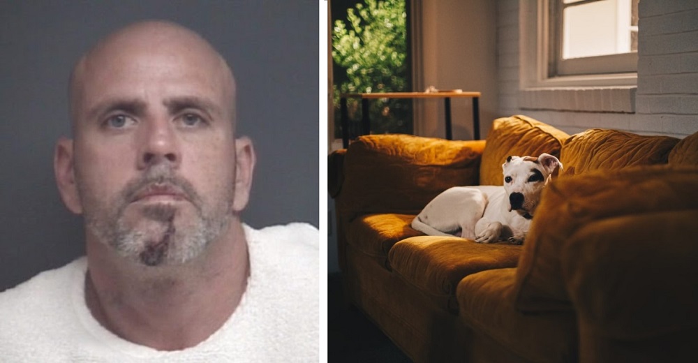 Una familia huye de un robo y deja a su perro en casa a manos del temible ladrón Una familia huye de un robo y deja a su perro en casa a manos del temible ladrón