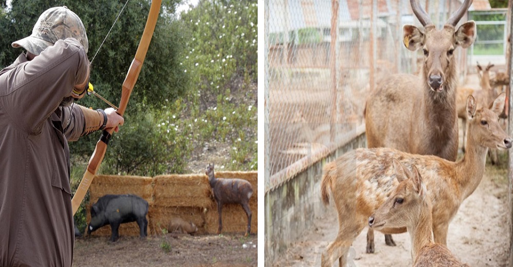 Salen a la luz los oscuros intereses que mueven a los cazadores amparados en una excusa perfecta Salen a la luz los oscuros intereses que mueven a los cazadores amparados en una excusa perfecta