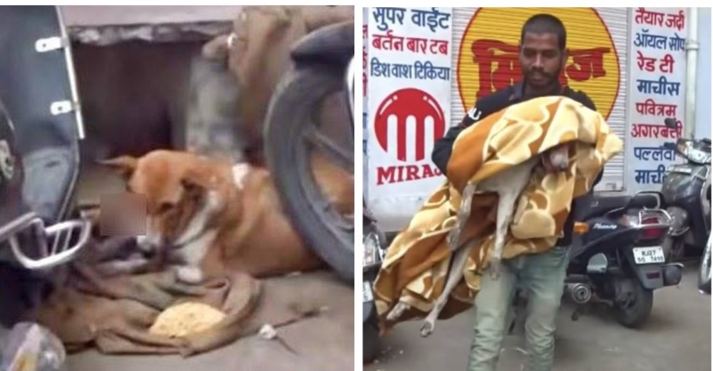 Acuden a salvar a una perrita herida que se ocultó entre motocicletas tras ser atropellada Acuden a salvar a una perrita herida que se ocultó entre motocicletas tras ser atropellada