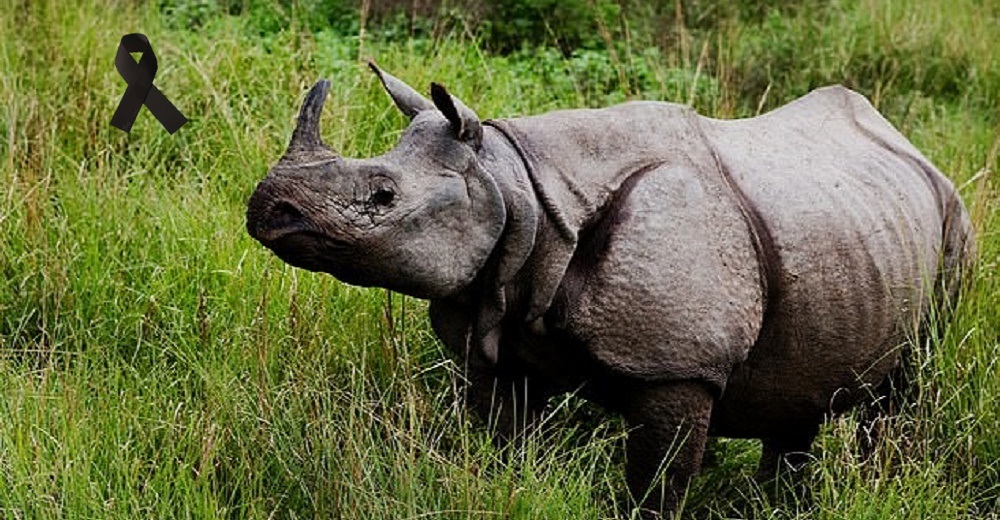 Los cazadores furtivos aprovechan la pandemia para atacar a una rara especie de rinocerontes