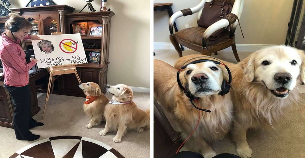 La reacción de unos perritos al recibir las nuevas reglas para permitir que mamá trabaje en paz La reacción de unos perritos al recibir las nuevas reglas para permitir que mamá trabaje en paz